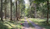 Trail Walking Vielsalm - Initiation bivouac j1 - Photo 4
