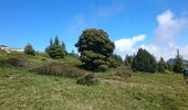 Randonnée Marche Entremont-le-Vieux - Croix de l Alpe Le Pinet  - Photo 10