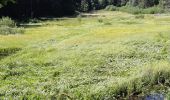 Tocht Stappen Le Bonhomme - Circuit de la Tête des Faux - Photo 15