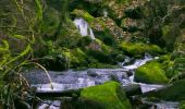 Tour Zu Fuß Schramberg - Schramberg - Rotwasser - Photo 7