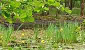 Randonnée Marche Nouan-le-Fuzelier - les etangs de lévrys - Photo 5