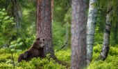 Randonnée A pied Suomussalmi - Martinselkonen luontopolku - Photo 1