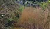 Tour Wandern Poulx - Poulx la Baume par balcon et ruisseau - Photo 1