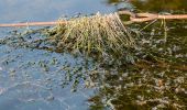 Tocht Te voet Haltern am See - Heimingshof Rundweg A1 - Photo 2