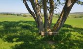 Randonnée Marche Verneuil-sur-Seine - les clairieres de Verneuil - Photo 2