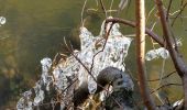 Trail Walking Houyet - Houyet - Domaine Royal & Golf - Photo 6