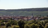 Randonnée A pied Volkach - Panoramaweg Mainschleife - Photo 7