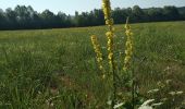 Randonnée Marche Osselle-Routelle - Osselle sablière - Photo 8