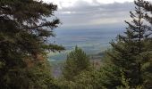Trail Walking Ottrott - Mont St Odile - Mur Païen - Grotte des Druides - Sentier des Merveilles - Photo 3