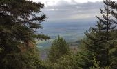 Tour Wandern Ottrott - Mont St Odile - Mur Païen - Grotte des Druides - Sentier des Merveilles - Photo 3