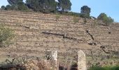 Trail Walking Collioure - autour de Collioure a travers les vignes - Photo 1