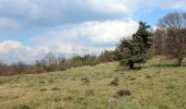 Percorso A piedi Steinau an der Straße - Steinau a.d. Straße - Wartenrundweg - Photo 2