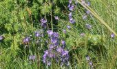 Tour Wandern Auzet - AUZET. COL DE LA PINEE . LE MARZENC . N . O L - Photo 3