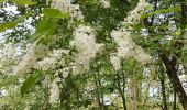 Trail Walking Sprimont - Blindef - Photo 6