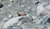 Percorso Marcia Pralognan-la-Vanoise - Col du soufre et bas du glacier de Gébroulaz - Photo 13