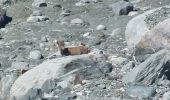 Randonnée Marche Pralognan-la-Vanoise - Col du soufre et bas du glacier de Gébroulaz - Photo 13