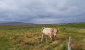 Tocht Stappen Anglards-de-Salers - Chemin des estives - Photo 10