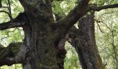 Trail Walking Sainte-Lucie-de-Tallano - Santa Luccia a Burgo - Photo 1