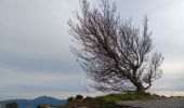 Trail Walking Collioure - madeloc depuis col de la serra, via col de villauria, batterie 500, retour  - Photo 9
