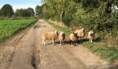 Tocht Stappen Stabroek - Kapellen 22 km - Photo 4