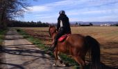 Trail Donkey back riding Livron-sur-Drôme - Abiche toundra - Photo 2