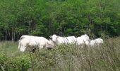 Tocht Noords wandelen Corsaint - turley circuit  - Photo 3