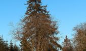 Tour Zu Fuß Malmedy - Baraque Michel : Croix des Fiancés-Hoegne-Six Hêtres - Photo 2