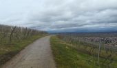Tour Wandern Marlenheim - le vignoble de marlenheim (circuit) - Photo 5