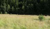 Percorso A piedi Eupen - Rund um den See - Photo 4