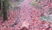 Randonnée Marche Remiremont - Sentier des Poudingues - Photo 2