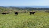 Tour Wandern Rieussec - Le Roc des contentes - Photo 1