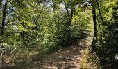 Trail Walking Plan-d'Aups-Sainte-Baume - Sentier merveilleux - La Ste baume - Le Plan d'aups  - Photo 10