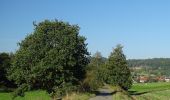 Trail On foot Mistelgau - Mistelgau Rundwanderweg 