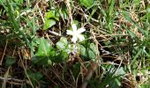 Excursión Senderismo Voeren - fourons fleurs bon - Photo 1