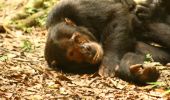 Tocht Stappen Mpira - Mahale -Chimpanzé j1 - Photo 1