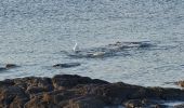 Tour Wandern Sainte-Maxime - Sainte Maxime La Nartelle - par les Sardinaux - Photo 9