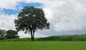 Randonnée Marche Durbuy - Bohon - Barvaux - Warre - Durbuy - Photo 6