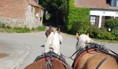 Trail Coupling Soignies - attelages - Photo 10