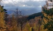 Tocht Stappen Oberhaslach - 2022-11-20 Marche Gensbourg Nideck - Photo 5