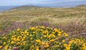 Tocht Stappen West Cork - Dursey Sound - Allihies beach - Photo 14