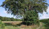 Trail On foot Wirsberg - Schmetterlingsweg KU 11 - Photo 2