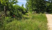 Trail Walking Chambord - Parc de Chambord et ses postes d'observation  - Photo 2