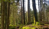 Trail Walking Allarmont - Balades féeriques des roches  - Photo 10