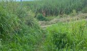 Trail Walking Saint-Joseph - Reco 2 mercy la Lézarde vierge de sois on en boucle  - Photo 7