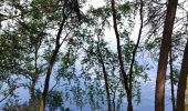 Tocht Stappen Waimes - Au fil des rives du Lac   - Photo 3