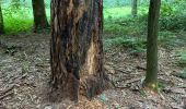 Tour Wandern Tervuren - Arboretum tra Nuovo e Vecchio mondo (castanea dentata) - Photo 5