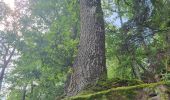 Tour Wandern Geberschweier - Gueberschwihr - Voegtlinshoffen - N.-D. de Schauenberg - Pfaffenheim - Photo 14