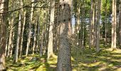 Percorso Marcia Malmedy - belle rando dans la vallée de l'amblève forêt et prairies - Photo 1