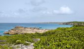 Excursión Senderismo Saint-François - Guadeloupe - Pointe des Châteaux (2024) - Photo 7