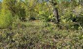 Trail Walking Anderlues - BE-Anderlues - Le Bois du Baron - Tour des Etangs - Photo 2